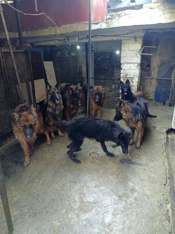 German Shepherd Long cot adults 7Dogs available For sale 8