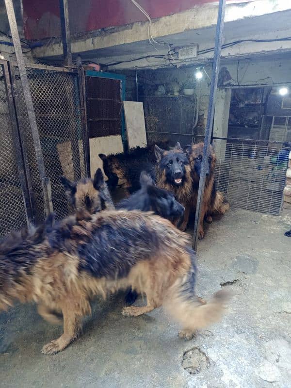 German Shepherd Long cot adults 7Dogs available For sale 9