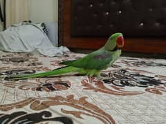 kashmiri parrot