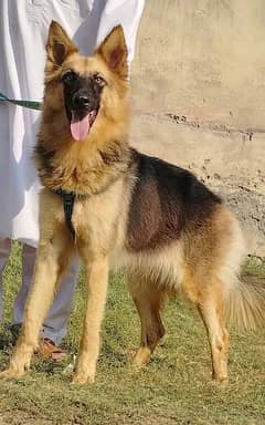 alsheision bhagyary female age 7 month for sale sequrty dogs 0