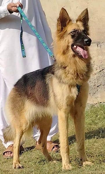 alsheision bhagyary female age 7 month for sale sequrty dogs 1