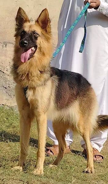 alsheision bhagyary female age 7 month for sale sequrty dogs 2