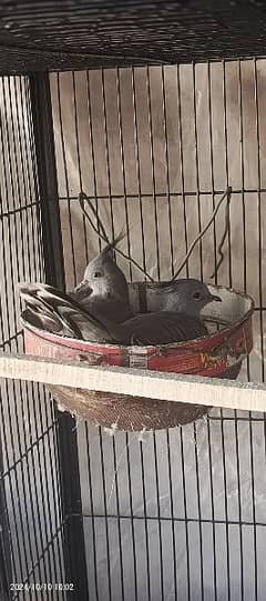 Crested Dove Breeder Pair O32||4669OO