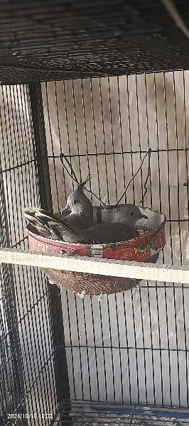 Crested Dove Breeder Pair O32||4669OO 1