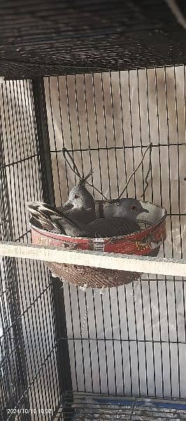 Crested Dove Breeder Pair O32||4669OO 2