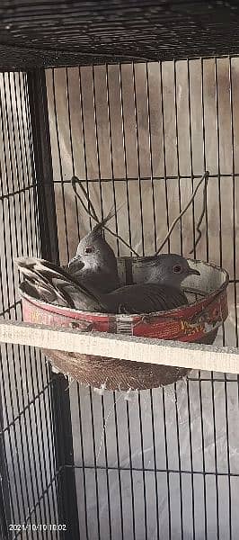 Crested Dove Breeder Pair O32||4669OO 3