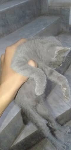 Russian Blue cat For Urgent Sale