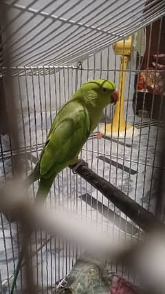 parrot