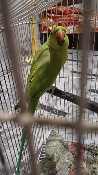 parrot 1