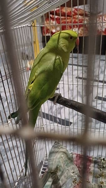 parrot 2