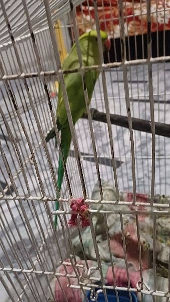 parrot 3