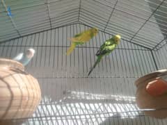 breeder buggies parrot  pair (read discription) contact on olx chat