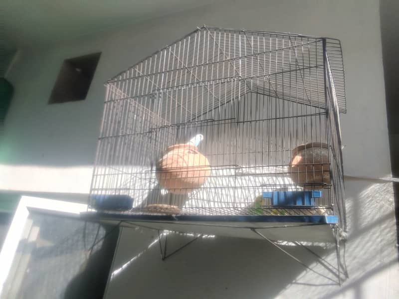 breeder buggies parrot  pair (read discription) contact # 03035576465 1