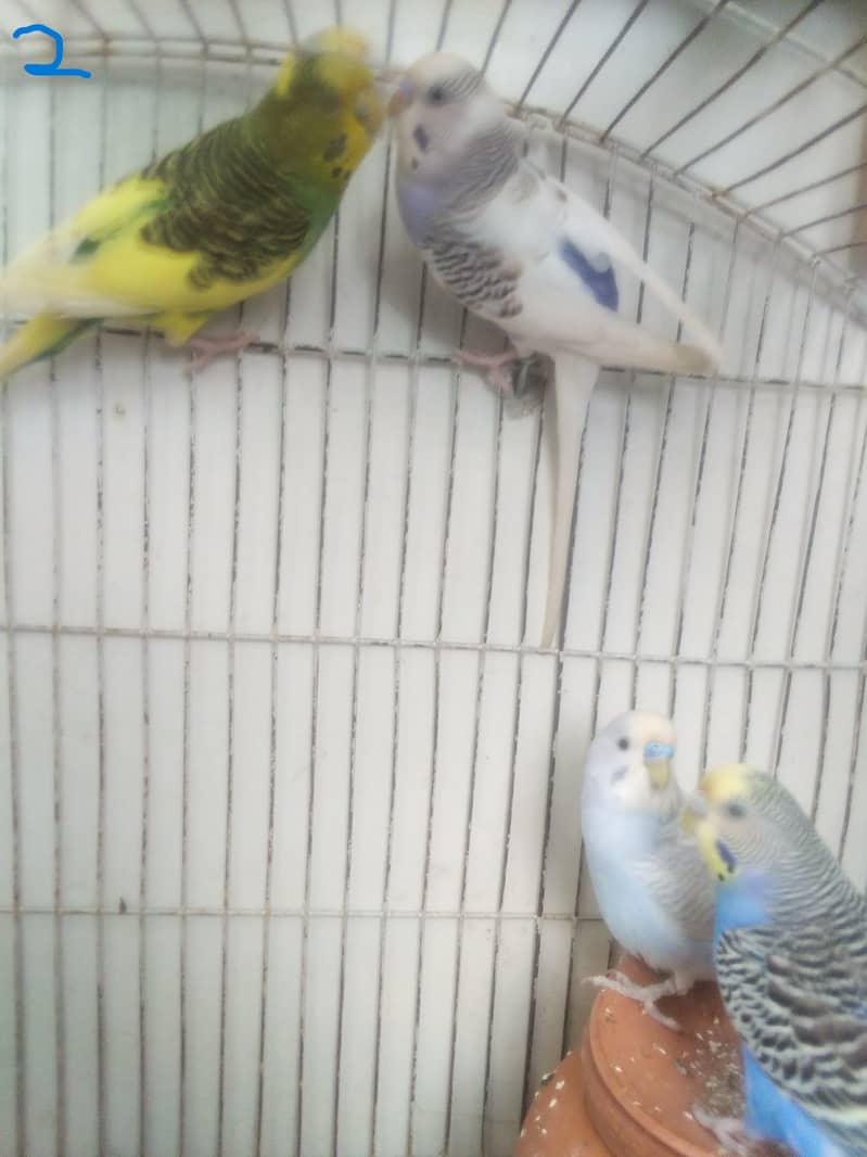 breeder buggies parrot  pair (read discription) contact # 03035576465 2