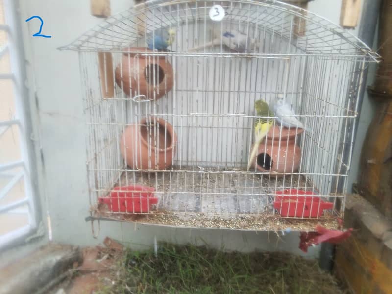 breeder buggies parrot  pair (read discription) contact # 03035576465 3