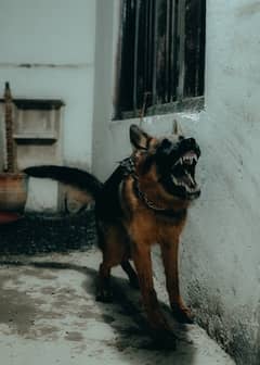 German Shapherd dog black mask