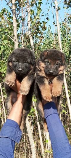 German shepherd long coated pair for sale