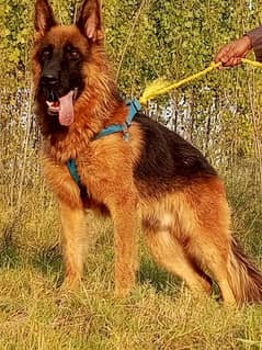 German shepherd long coat male for sale