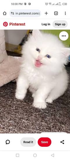 Persian kittens triple coated for sale