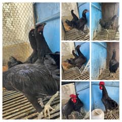 Australorp