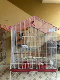 lovebirds and cocktail breeder pair for sale in reasonable price