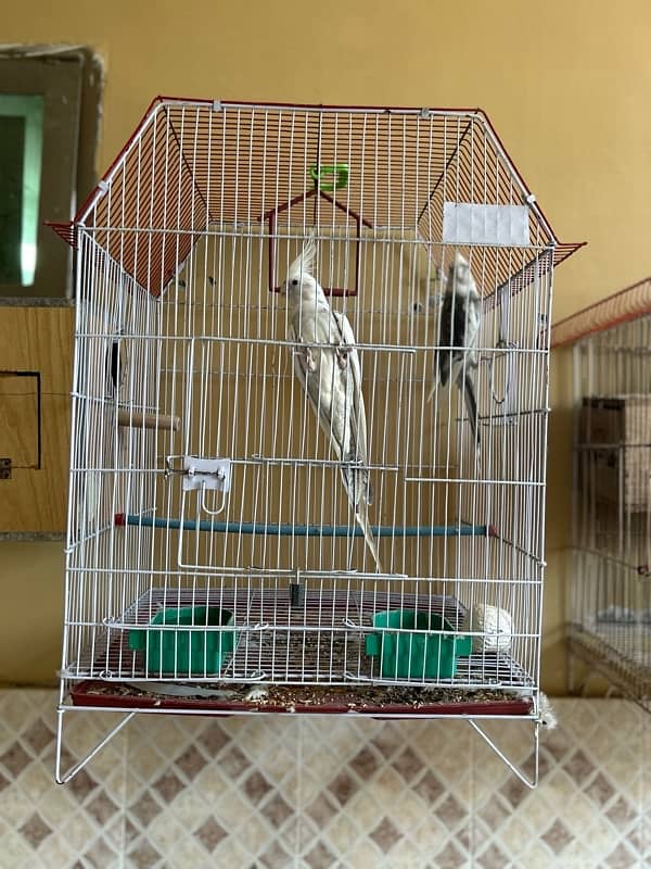 lovebirds and cocktail breeder pair for sale in reasonable price 1