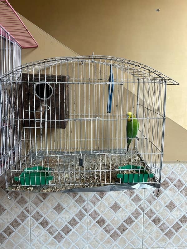 lovebirds and cocktail breeder pair for sale in reasonable price 2