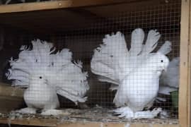 American White Fantail breeder pair 0