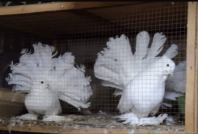 American White Fantail breeder pair 1