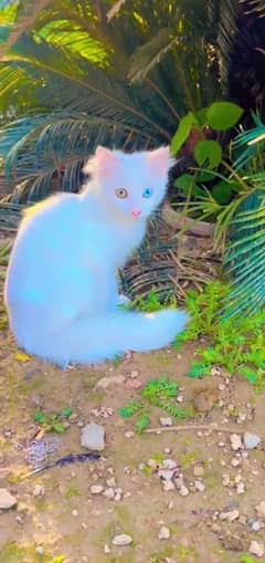 Persian  cat