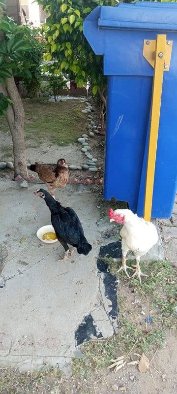 2 females  for sale 1