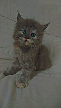 kitten