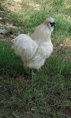 white silky male