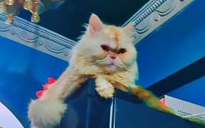 Persian Male Cat For Stud/ Cross / Mating 0