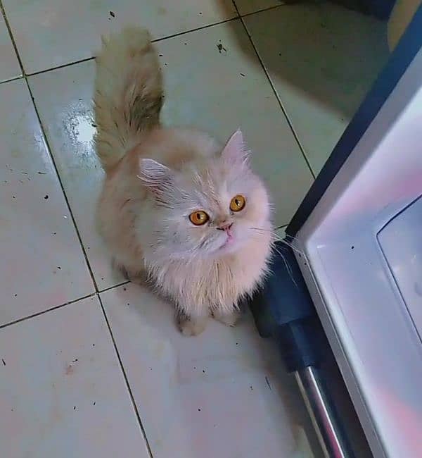 Persian Male Cat For Stud/ Cross / Mating 1