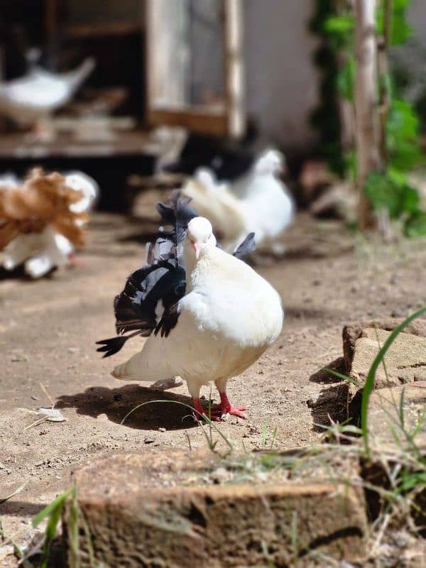 DIFFERENT BREED PAIR FOR SALE IN KARACHI 12