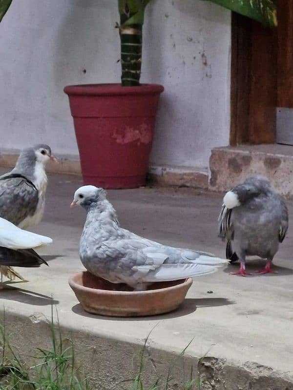 DIFFERENT BREED PAIR FOR SALE IN KARACHI 13