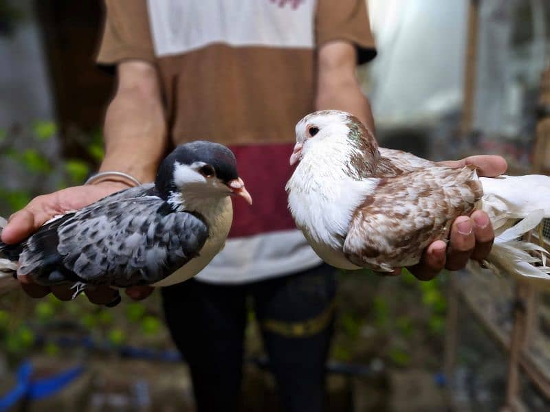 DIFFERENT BREED PAIR FOR SALE IN KARACHI 15