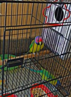 plum head parrots for sale