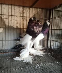 fancy pigions , Blue megpai reverse, bredar pair for sale