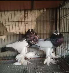 fancy pigions,Blue megpai revers, bredar pair for sale