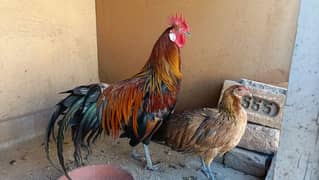 red phoenix hen pair