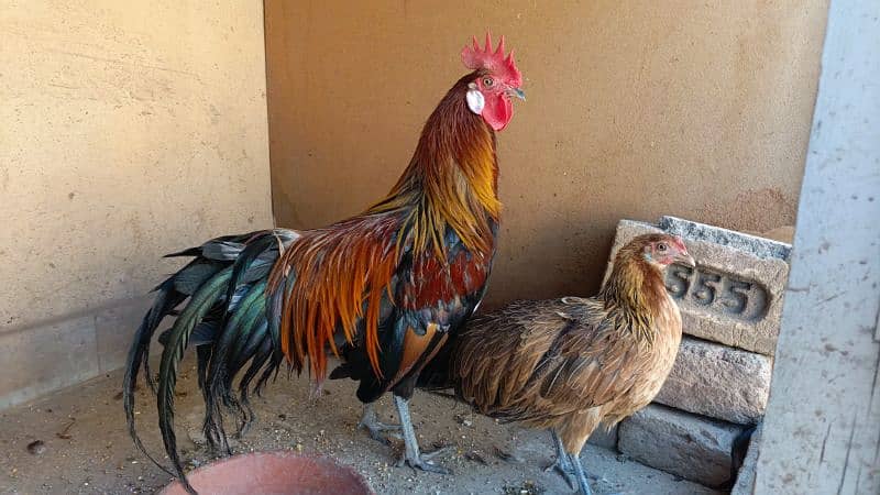 red phoenix hen pair 0