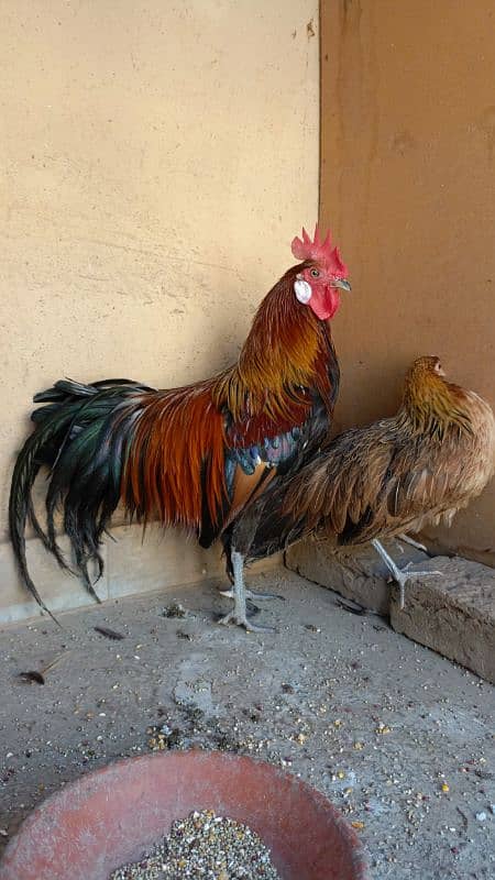 red phoenix hen pair 1