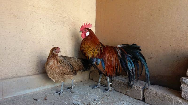 red phoenix hen pair 2