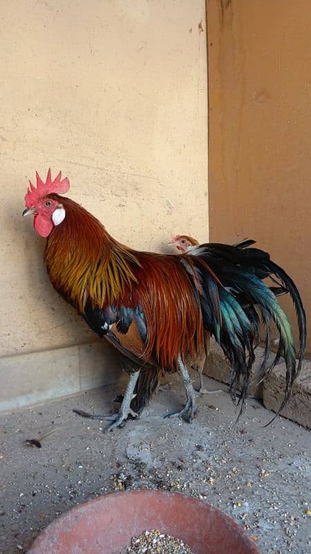 red phoenix hen pair 3