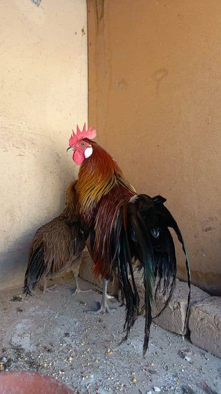 red phoenix hen pair 4