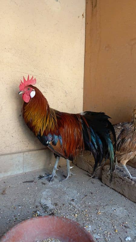 red phoenix hen pair 6