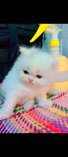 pareshan cat for sale WhatsApp number 03262308607