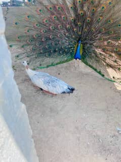 Indian Black shoulder Male blue shoulder Female